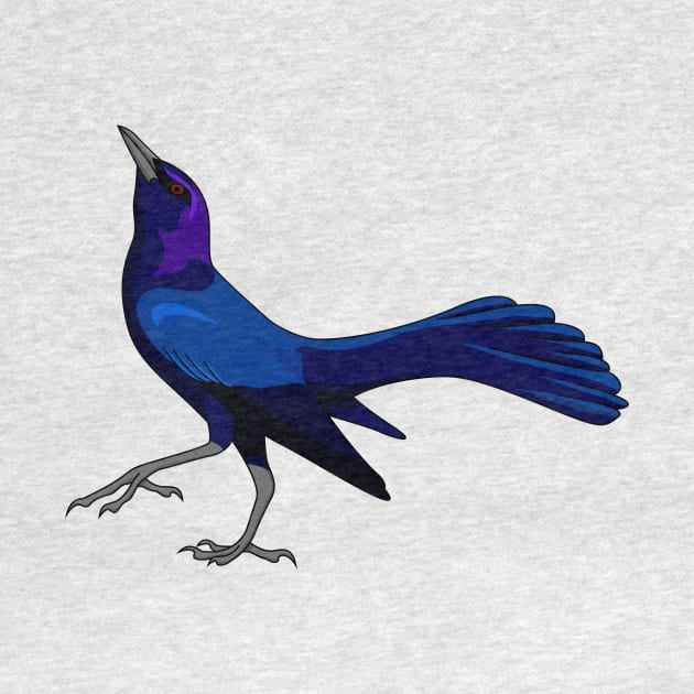 Boat-tailed Grackle - UPDATED! by Feathered Focus